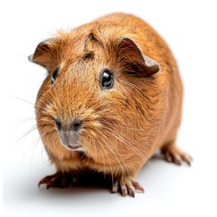 Fototapeta premium Guinea pig viewed from side on white background.