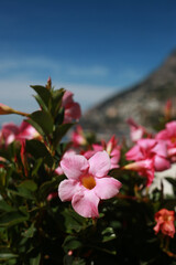 pink flowers on the beach