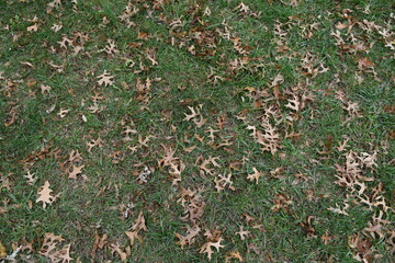 Dry Leaves and Green Grass