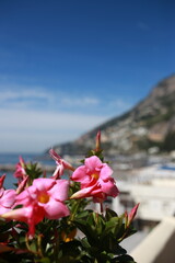 pink flowers on the beach