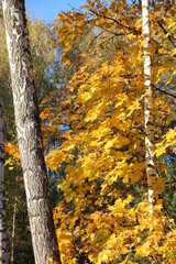 Autumn park with yellow trees. Seasonal specific. Yellow maple leaves in park