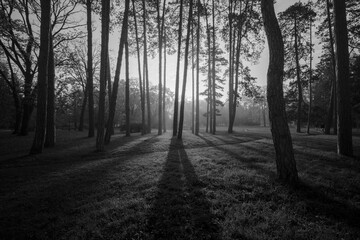 Monochrome park view with tall trees and sunlight creating dramatic shadows.