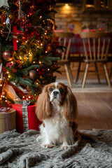 Cavalier King Charles Spaniel sitting under the Christmas Tree