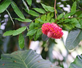 Flowers in the greenhouse, summer time