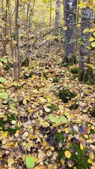 Leaves of the forest 