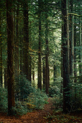 Fototapeta premium footpath in the woods