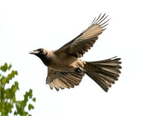 Obraz premium Crow in flight isolated on white background