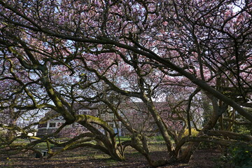 Magnolia in spring