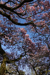 Magnolia in spring