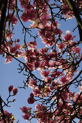 Magnolia in spring
