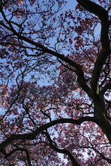 Magnolia in spring