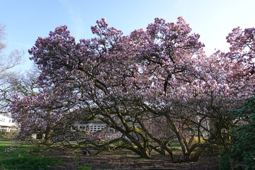 Magnolia in spring