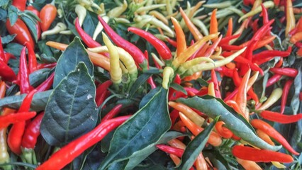Colorful Red Hot Pepper Plant