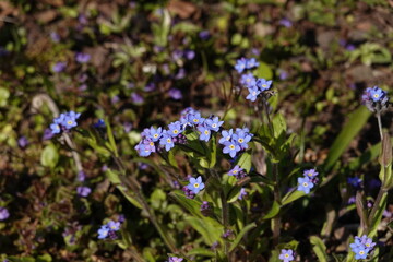 forget me not