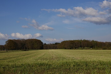 Fototapeta premium field of wheat in spring