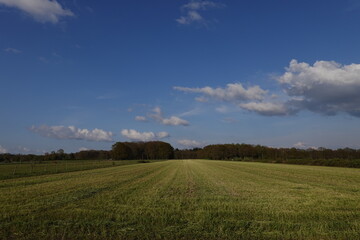 field of wheat in spring