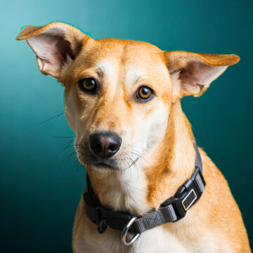 portrait of a dog in the studio