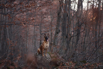 A Belgian Malinois stands tall amidst a forest carpeted with autumn leaves. The dog alert stance complements the moody and natural forest ambiance.
