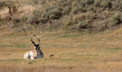 Pronghorn Antelope Buck in Wyoming in Autumn
