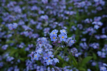 forget me not