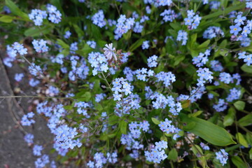 forget me not