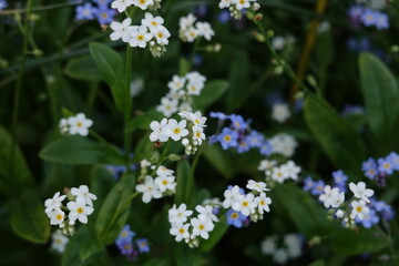white forget me not