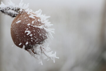 FrostKissed Fruit Beautifully Hanging on a Branch in a Peaceful Winter Landscape