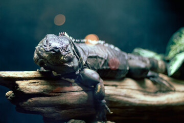 iguana on a tree
