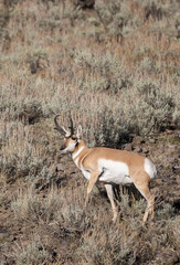 Naklejka premium Pronghorn Antelope Buck in Wyoming in Autumn