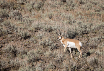 Pronghorn Antelope Buck in Wyoming in Autumn