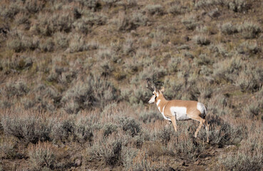 Pronghorn Antelope Buck in Wyoming in Autumn