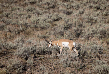 Pronghorn Antelope Buck in Wyoming in Autumn