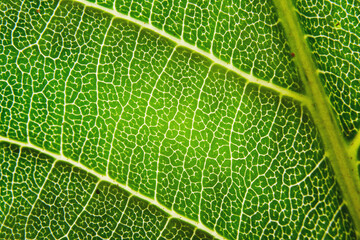 Eco bio green leaf extremely close-up macro fiber cell structure background texture