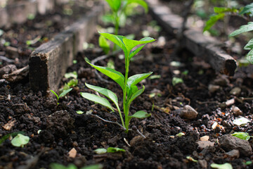garden at home