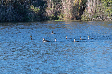 Group of nine Cormorants swimming in freshwater lake.