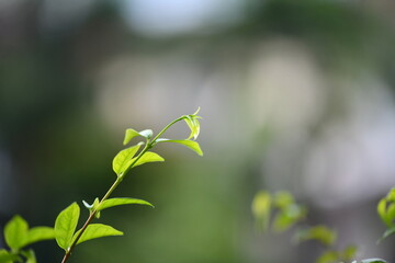 Close-up shot of a tree branch with blurred green background