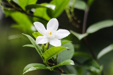flower in the forest , Gardern flowers