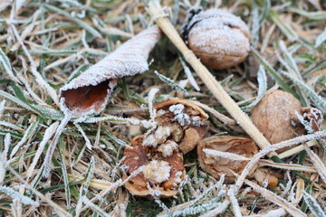 Frosty Nature Aesthetic Display of Nuts and Leaves Spread Across the Chilly Ground Below