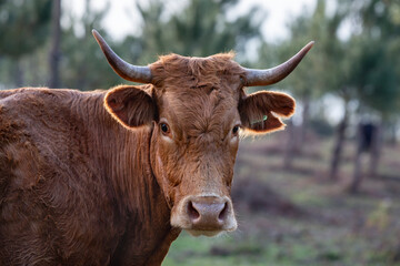 Naklejka premium Galician Rubia cows graze freely in the mountains of Oia, Pontevedra