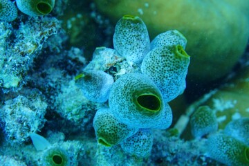 Blue coral