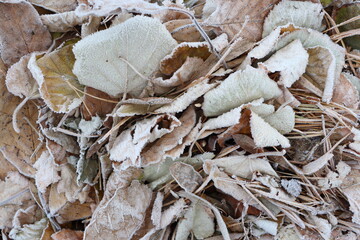 Frosty Leaves Along with Natural Debris Spread Out on the Ground, Creating a Scene