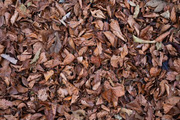 Fallen brown leaves as background or wallpaper. Leaf on the ground. Autumn background