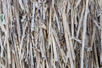 A Detailed Closeup Texture Study of Dried Reeds and Plant Stems Found in Nature