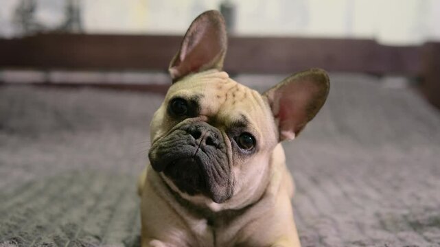 French bulldog looking attentively