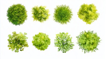 green grass isolated on white background, Set of watercolor tree top view for landscape plan and architecture layout 