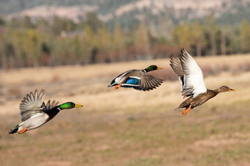 Mallards take flight near Durango, CO, USA
