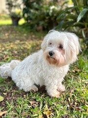 Cute white maltese dog sitting