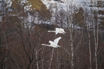 Whooper Swans in flight
