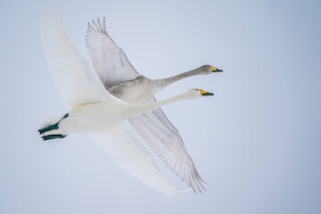 Whooper Swans in flight