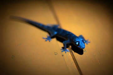 UVIVF Photography of a Gecko Reptile With Glowing Blue Fluorescent Skin Under Ultraviolet 365nm Light Intricate Skin Patterns with a Warm Background and with Dilated Bright Cyan Pupil